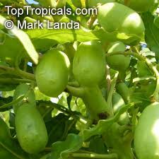 Image result for Harpephyllum afrum