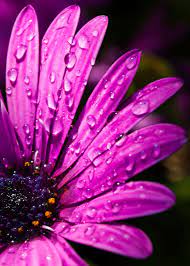 Pink Daisy With Water Droplets In 2021 Pink Daisy Flower Art Images Beautiful Flowers