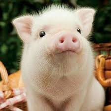 Friday Of Pigs Cute Piglets Baby Animals Pictures Baby Animals Funny