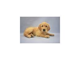 We are offering the best quality golden retriever puppies. Visit Our Golden Retriever Puppies For Sale Near Orange Park Florida