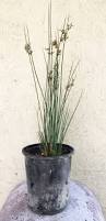 Image result for Juncus punctorius