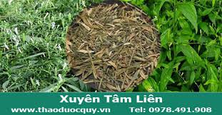 Xuyên tâm liên 12g, địa cốt bì 10g, tang bạch bì 10g, cam thảo 8g. Xuyen Tam Lien