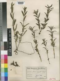 Image result for Barleria oxyphylla