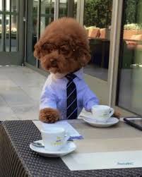 Image result for animals drinking coffee images