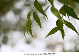 Image result for Azadirachta indica