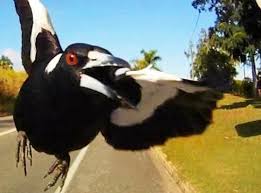 Australia zoo wildlife warriors was established by steve and terri irwin as a way to include and involve other caring people in the protection of injured, threatened or endangered wildlife. When Magpies Attack Swooping Season Starts On The Coast The Courier Mail