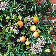 Die stinkwanzen haben es aus afrika nach europa geschafft. Obst Obstpflanzen Online Kaufen Bestellen Bei Baldur Garten