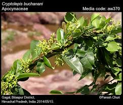 Image result for Cryptolepis apiculata