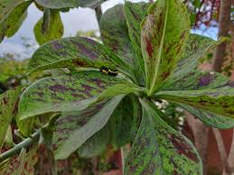 Image result for Synadenium cupulare