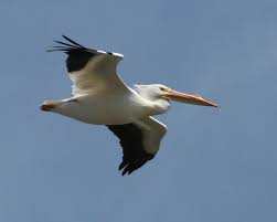 Birds Of North Idaho American White Pelican Pelican Photos Photo Pelican