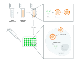 Crispr Transfection Protocols Guide How To Select The Best Method Electroporation needs at least 5× more rnp complex in comparison to lipofection and success rate is usually much higher for elecroporation then. crispr transfection protocols guide