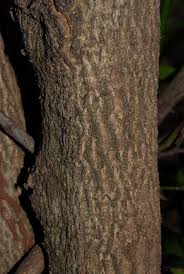 Image result for Strychnos usambarensis