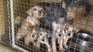 Maybe you would like to learn more about one of these? Life Of A Puppy Mill Dog Gwinnett Pet Watchers