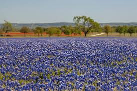 Where To Find The Best Bluebonnets In 2020 Jason Weingart Photography If you would like to discover the area, skiing is possible in the surroundings. best bluebonnets in 2020