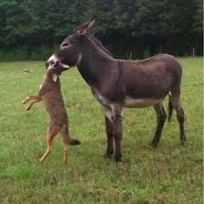 Donkey defended himself. : rnatureismetal