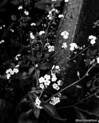 Ig Auroreangelique Photo Photooftheday Blackandwhite Black White Grey Aesthetic Tumblr Photography White Aesthetic Dark Aesthetic Gray Aesthetic