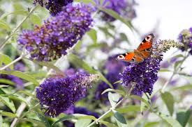 It goes to show that while they have their favourites, bees will take pollen and nectar where they can get it, and it doesn't matter whether the plants are native to the uk or not. Best Plants For Bees Bbc Gardeners World Magazine