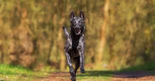 Listen without judging or offering advice. 6 Ways To Say I Care To Friends Who Are Facing Pet Loss Psychology Today