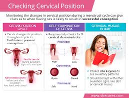 Image result for cervix position