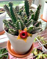 Image result for Huernia zebrina