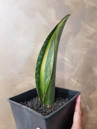 Let me dispel a very common myth about sansevieria though. Sansevieria Masoniana Whale Fin Snake Plant Gardening Plants On Carousell