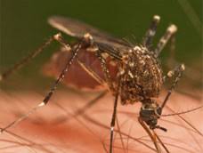 Eradicate any pest problem from homes and businesses effectively. Bug Busters Pest Control