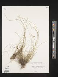 Image result for Microchloa