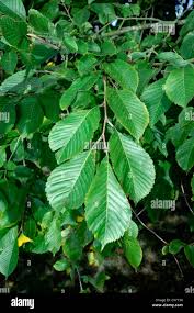 Image result for Ulmaceae