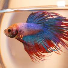 Cuidados Del Pez Betta Guia Completa Cuidados Del Pez Betta Pez Betta Betta