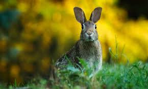How to get rid of rabbits in your flower garden. How To Keep Rabbits Off Your Garden Or Land Pest Defence