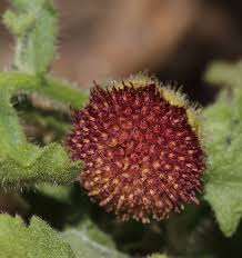 Image result for Grangea maderaspatana