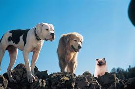 Uncovering The Mystery Of How Some Lost Dogs Find Their Way Home Iheartdogs Com Dog Movies Childhood Movies Famous Dogs