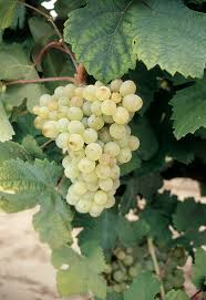 Clairette B Jardin Fruitier Culture Des Legumes Vigne