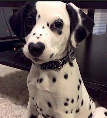 The coolest ai desktop pet with personality and ideas. Emo Dog Album On Imgur