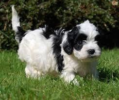 Florida pups has cavapoo puppies for sale in florida and tampa, lakeland, orlando, fort myers, venice, punta gorda, fort lauderdale, saint petersburg, clearwater, spring hill, bradenton, miami, lakewood ranch, sarasota, brandon, port charlotte, naples, cape coral. Cavapoo Dog Breed Facts Highlights Buying Advice Pets4homes