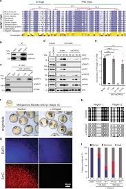 But, these pills are not suitable for some people. Recent Evolution Of A Tet Controlled And Dppa3 Stella Driven Pathway Of Passive Dna Demethylation In Mammals Nature Communications
