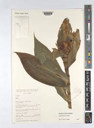 Image result for Costus subbiflorus