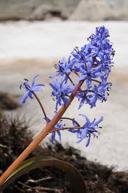 Image result for Scilla benguellensis