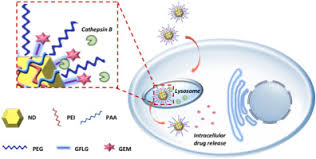 Signs and symptoms of pancreatic cancer pancreatic cancer may not cause symptoms for a long time. Polymer Coated Nanodiamonds As Gemcitabine Prodrug With Enzymatic Sensitivity For Pancreatic Cancer Treatment Sciencedirect