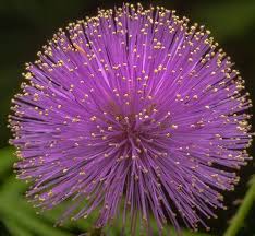 Image result for Fabaceae subfamily Mimosoideae