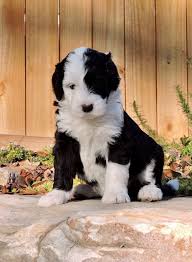 Black And White Sheepadoodle For Sale Sheepadoodle Puppies Characteristics Pictures Advantages Colors Sheepadoodle Puppy Sheepadoodle English Sheepdog Puppy