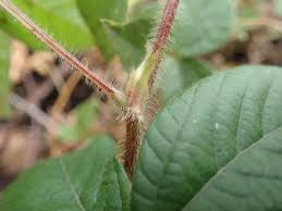 Image result for Eriosema parviflorum