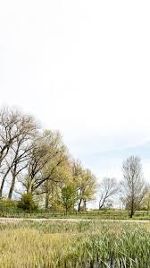 Tree Woody Plant Landscape Forest Background Scenery Photography Background Scenery