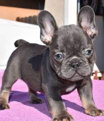 Fueron criados, por primera vez, por encajeras en inglaterra y luego en francia cuando se desplazaron por la revolución industrial. Blue French Bulldog Puppy Frenchbulldogpuppy Bulldogpuppy Bulldog Bulldog Puppies French Bulldog Puppies