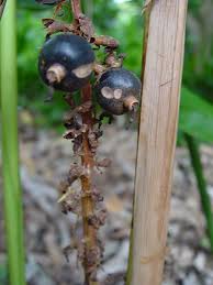 Image result for Renealmia