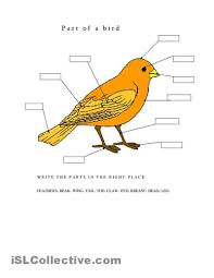 Parts Of A Bird Bird Nature Kids Birds For Kids