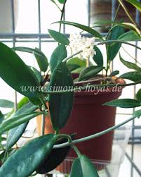 Translation table 1 (standard) mitochondrial genetic code. Hoya Australis R Brown Ex Trail 1830 Simones Hoyas