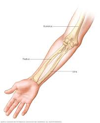 The human skeleton is the internal framework of the human body. Arm Bones Mayo Clinic