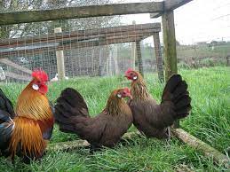 They are small and compact yet have all the fantastic qualities of a regular sized chicken. Dutch Bantam Chicken Small Yet Mighty Egg Producers