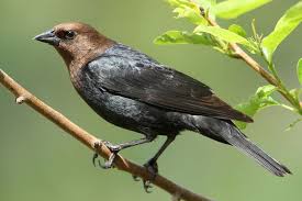 Bird With Brown Head And Black Body Uk Brown Headed Cowbird Molothrus Ater Howard Cheek Photography Bird Life List Bird Species Birds